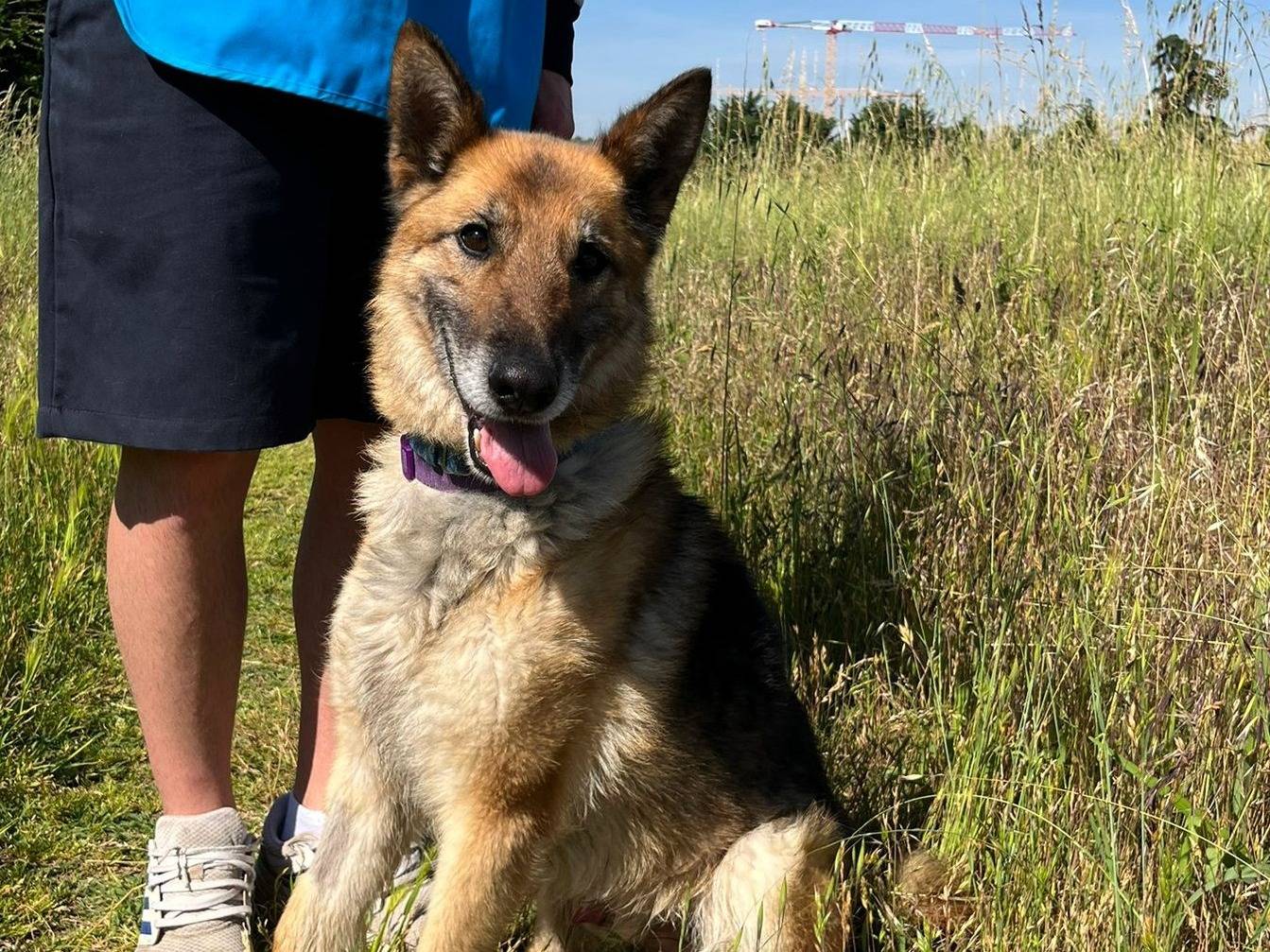 Adozione cane, maschio, Razza sconosciuta Razza sconosciuta, 8 anni e 4 mesi, taglia media, Milano