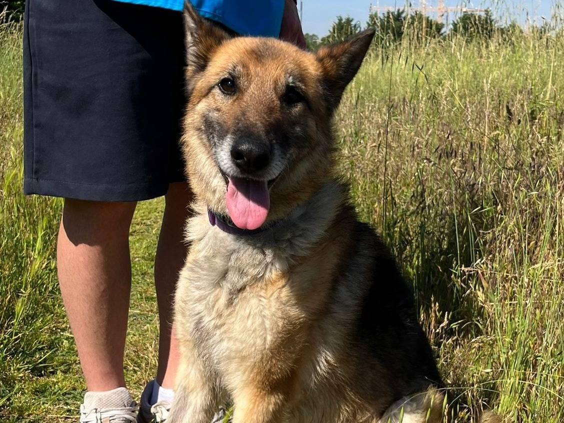 Adotta un cane, taglia media, maschio, Milano
