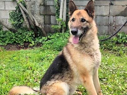 Adotta il cane CICCILLO a Milano