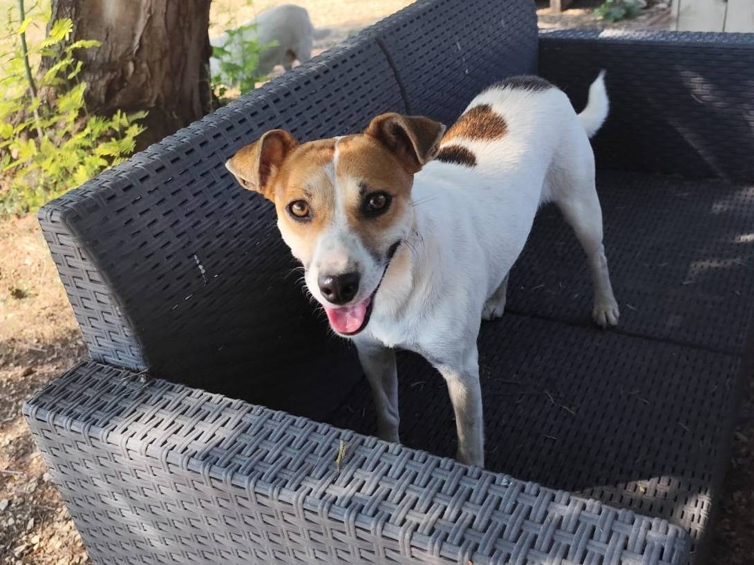 Adotta un cane, femmina, 2 anni, Arezzo
