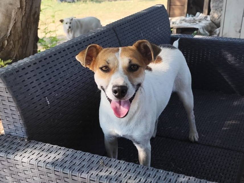 Adotta un cane, taglia piccola, femmina, Arezzo