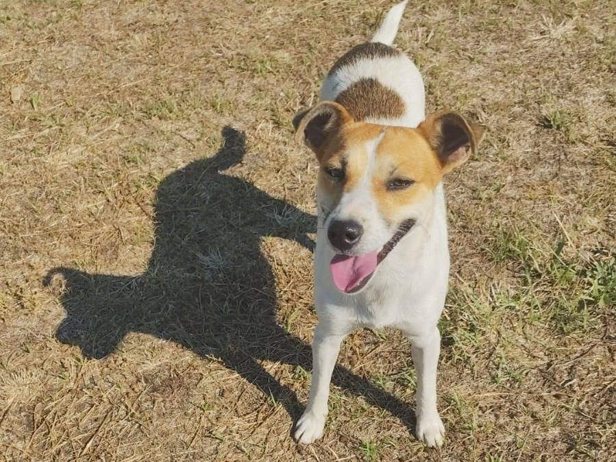 Vuoi adottare un cane a Arezzo?