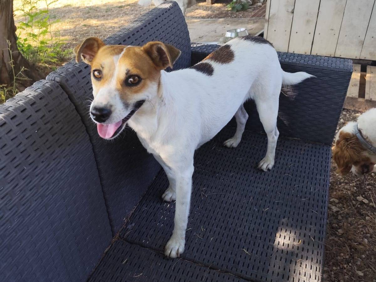 Adotta il cane GINNY a Arezzo
