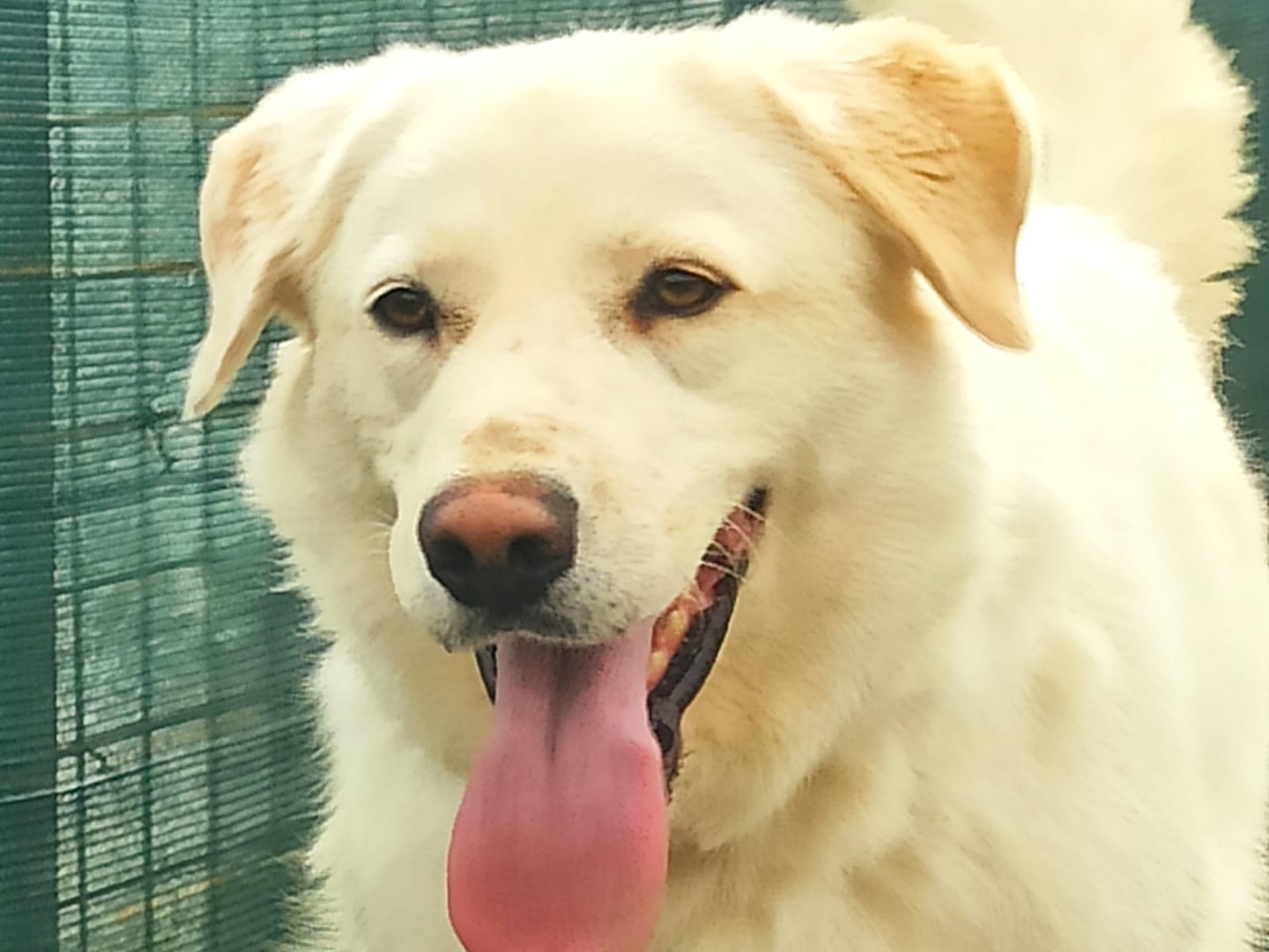 Adozione cane, maschio, Labrador Retriever Pastore maremmano, 3 anni e 3 mesi, taglia media, Roma