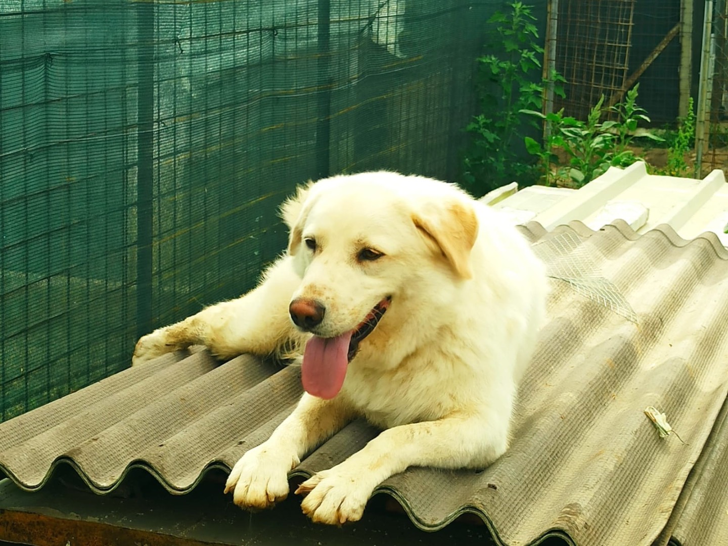 Adotta un cane, maschio, 3 anni e 3 mesi, Roma