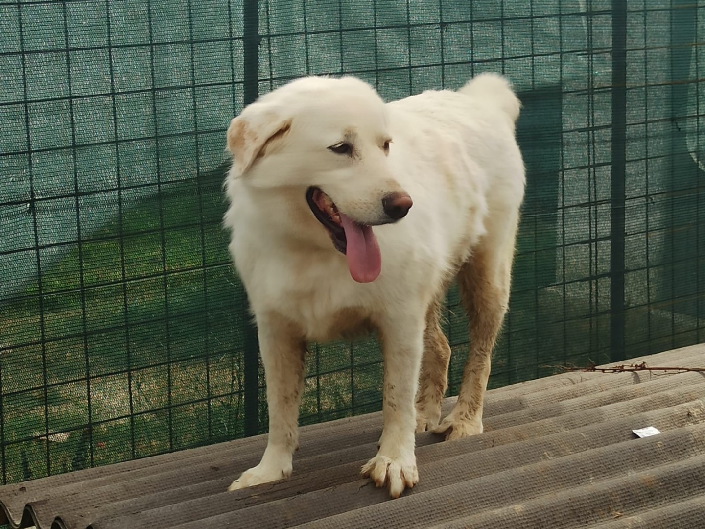 Adotta un cane, taglia media, maschio, Roma