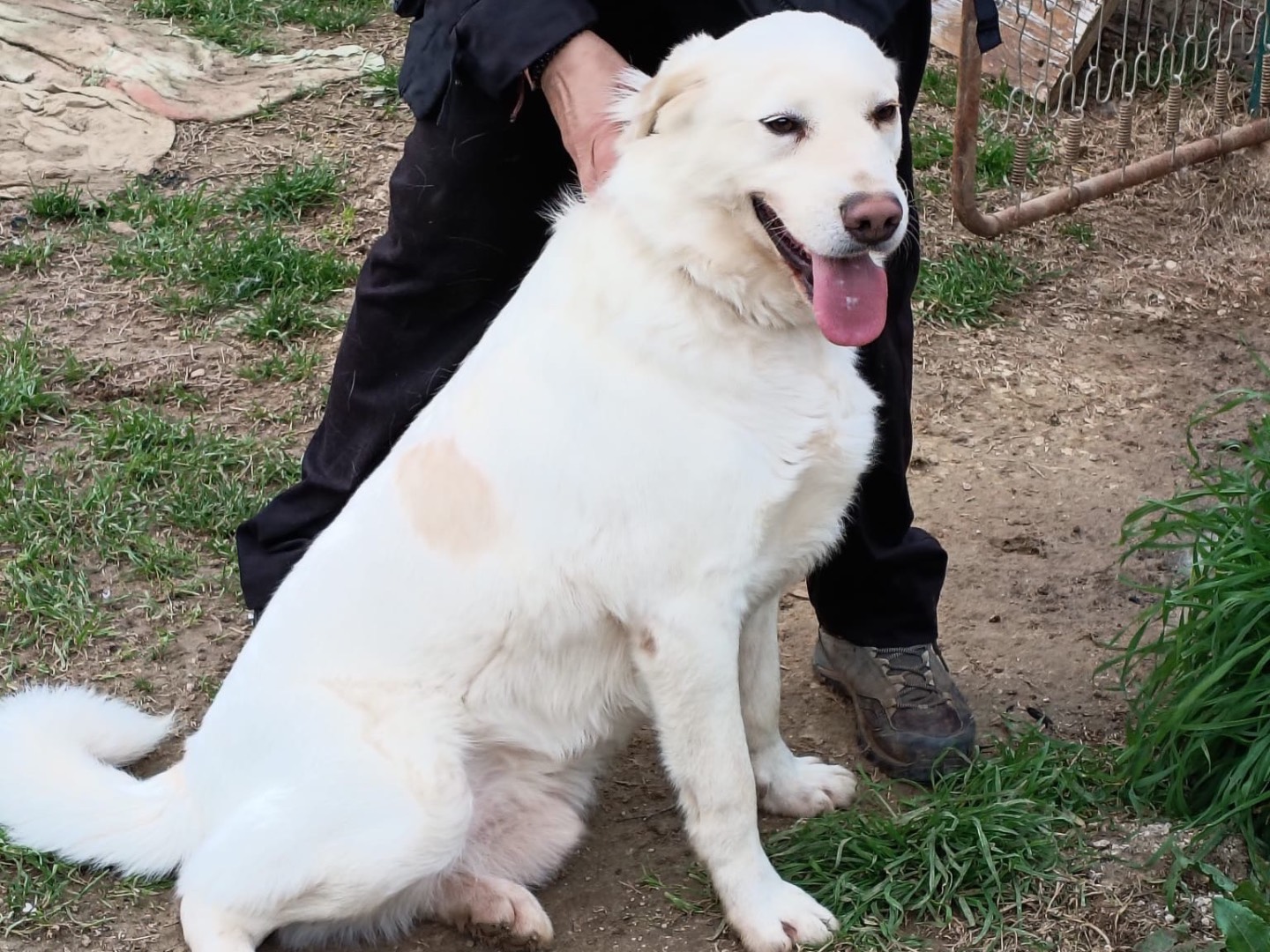 Vuoi adottare un cane a Roma?
