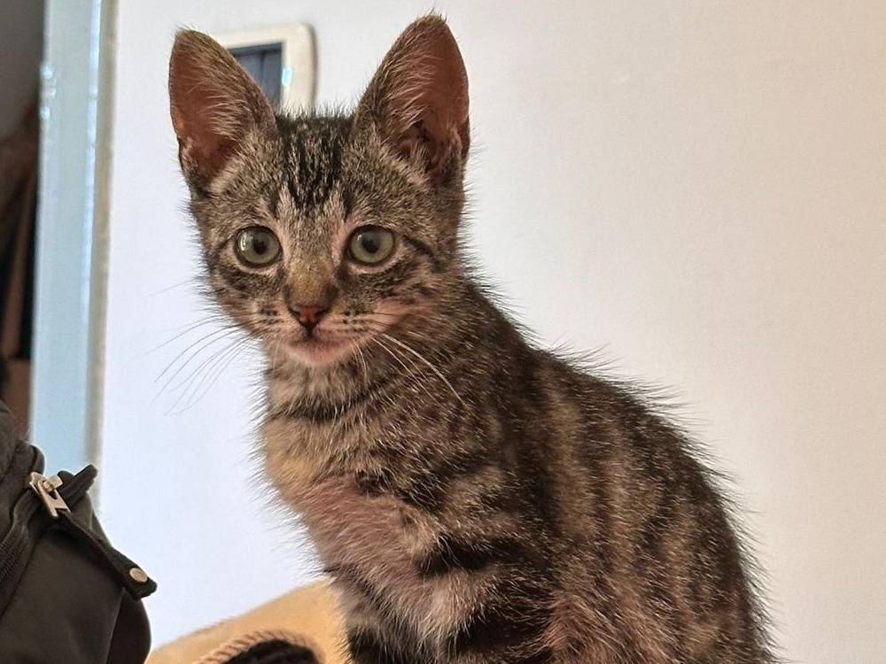 Adozione gatto, femmina, Razza sconosciuta Razza sconosciuta, 2 mesi, taglia non valida, Torino