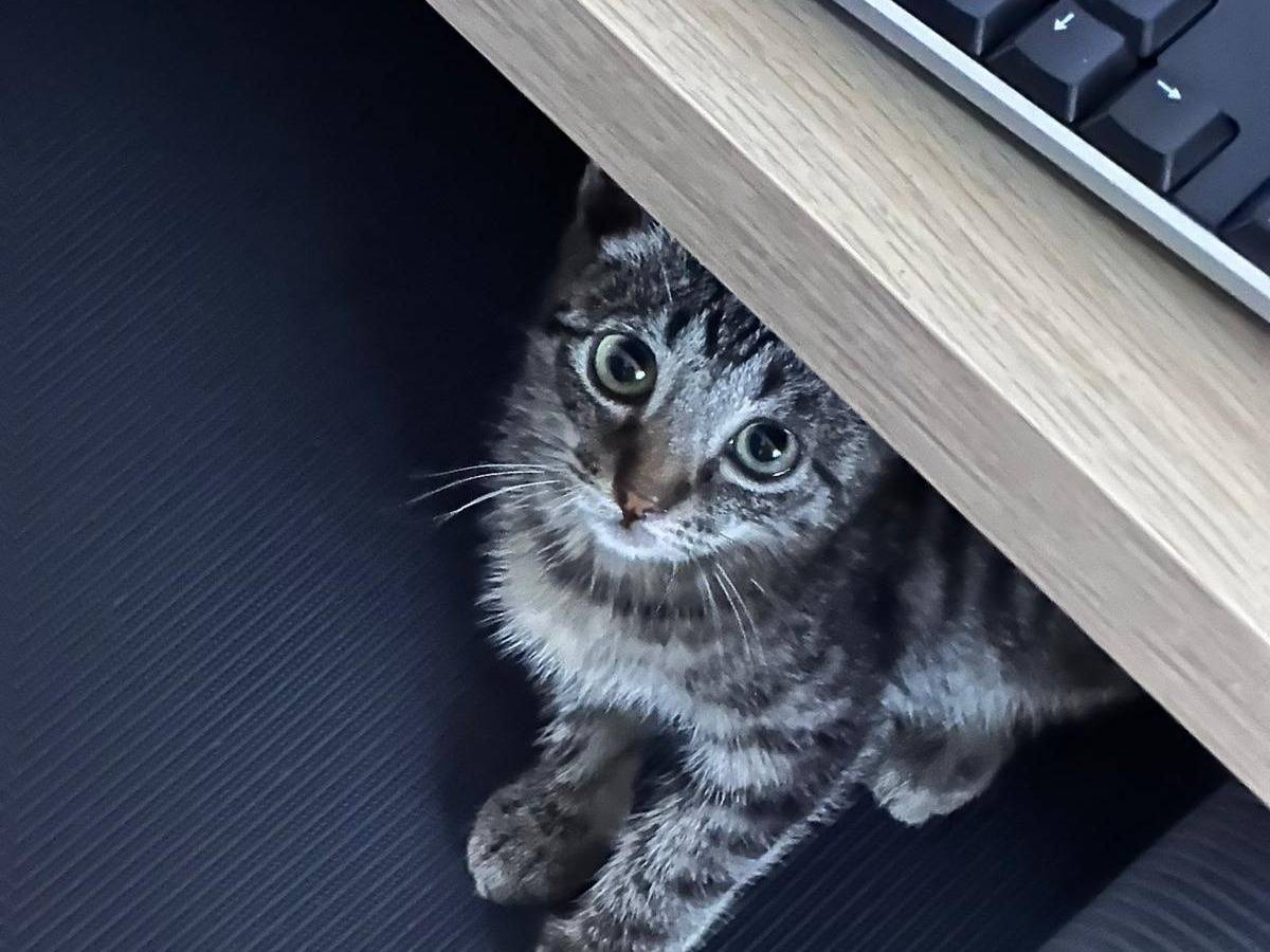 Adotta un gatto, taglia non valida, femmina, Torino