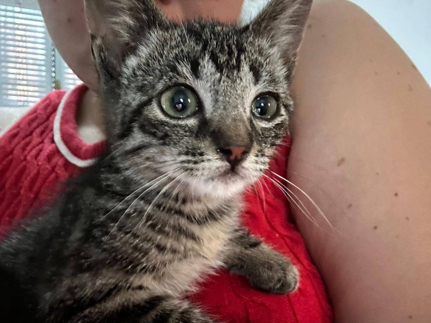 Vuoi adottare un gatto a Torino?