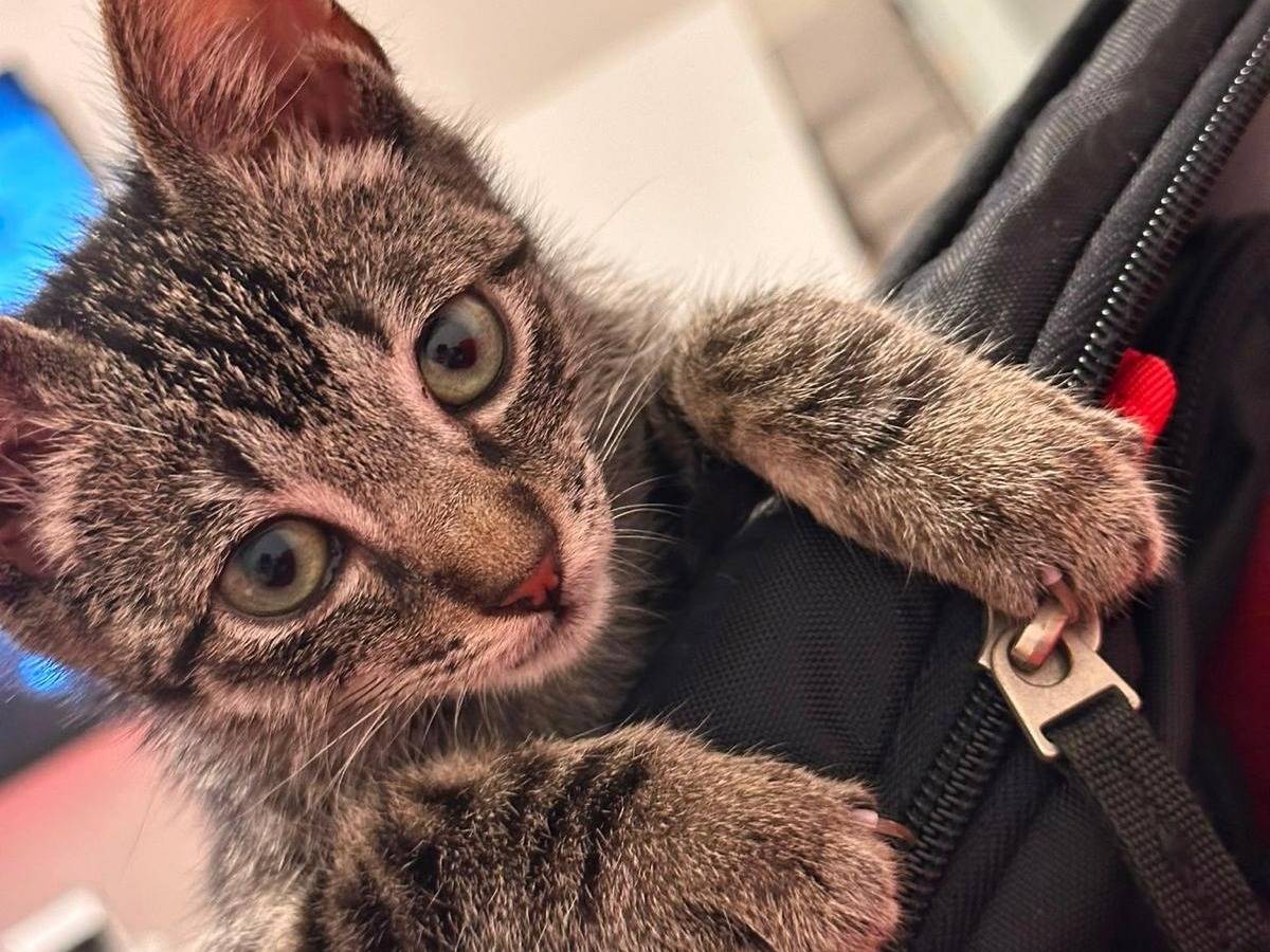 Adotta il gatto Berenice a Torino