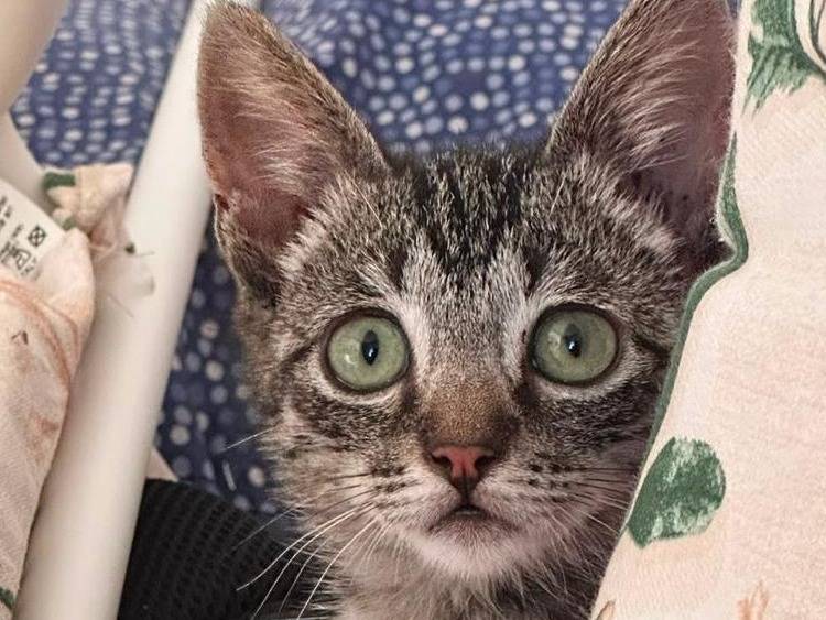 Adotta un gatto, femmina, 2 mesi, Torino