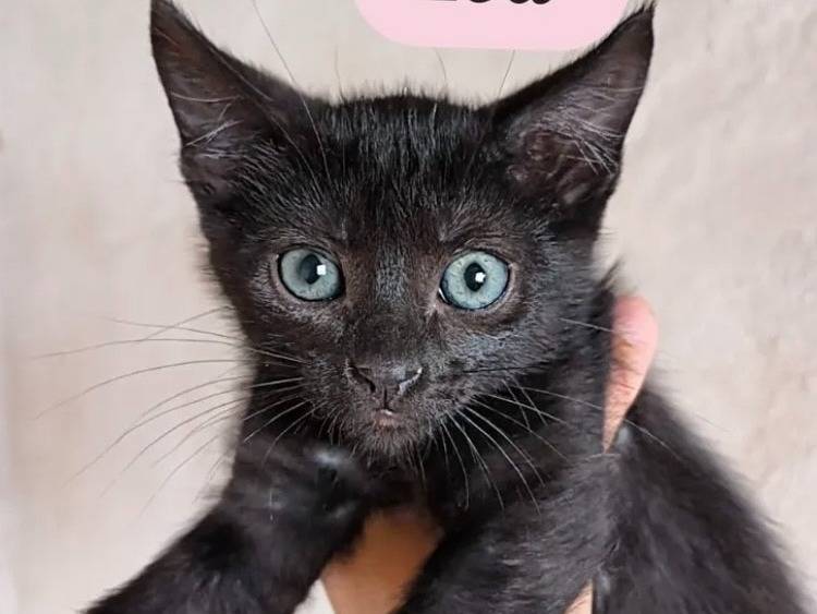 Adozione gatto, femmina, Razza sconosciuta Razza sconosciuta, 1 settimana, taglia non valida, Bari