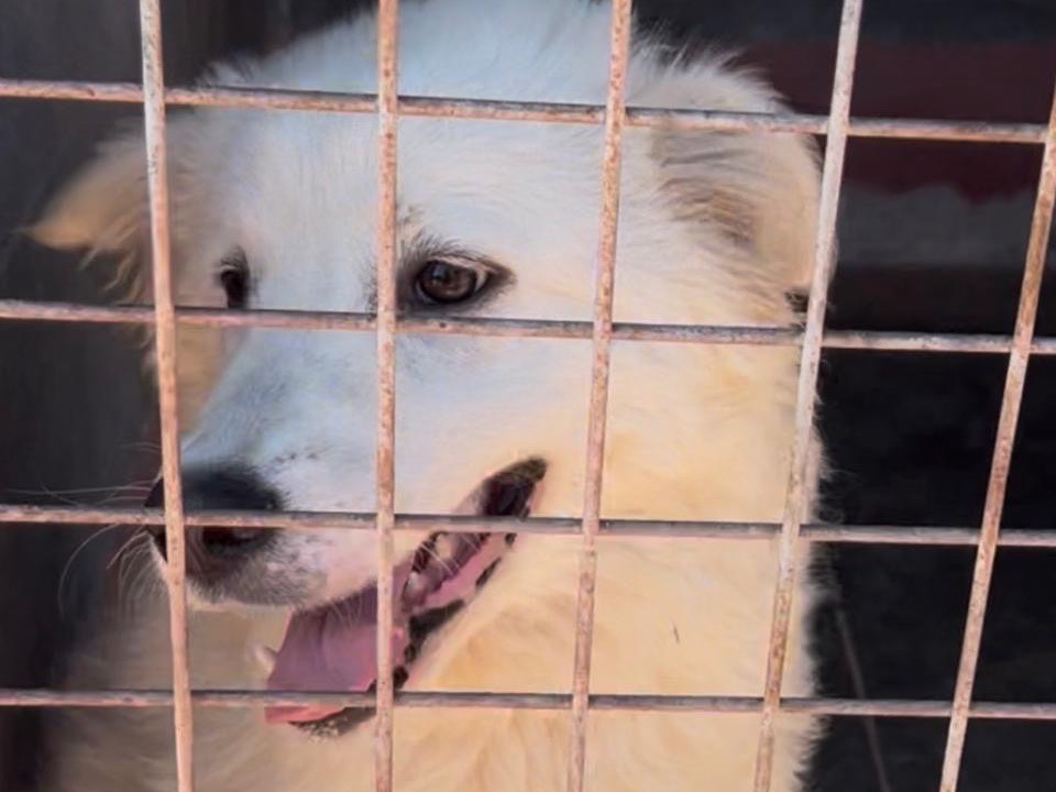 Adotta un cane, femmina, 8 mesi, Bari
