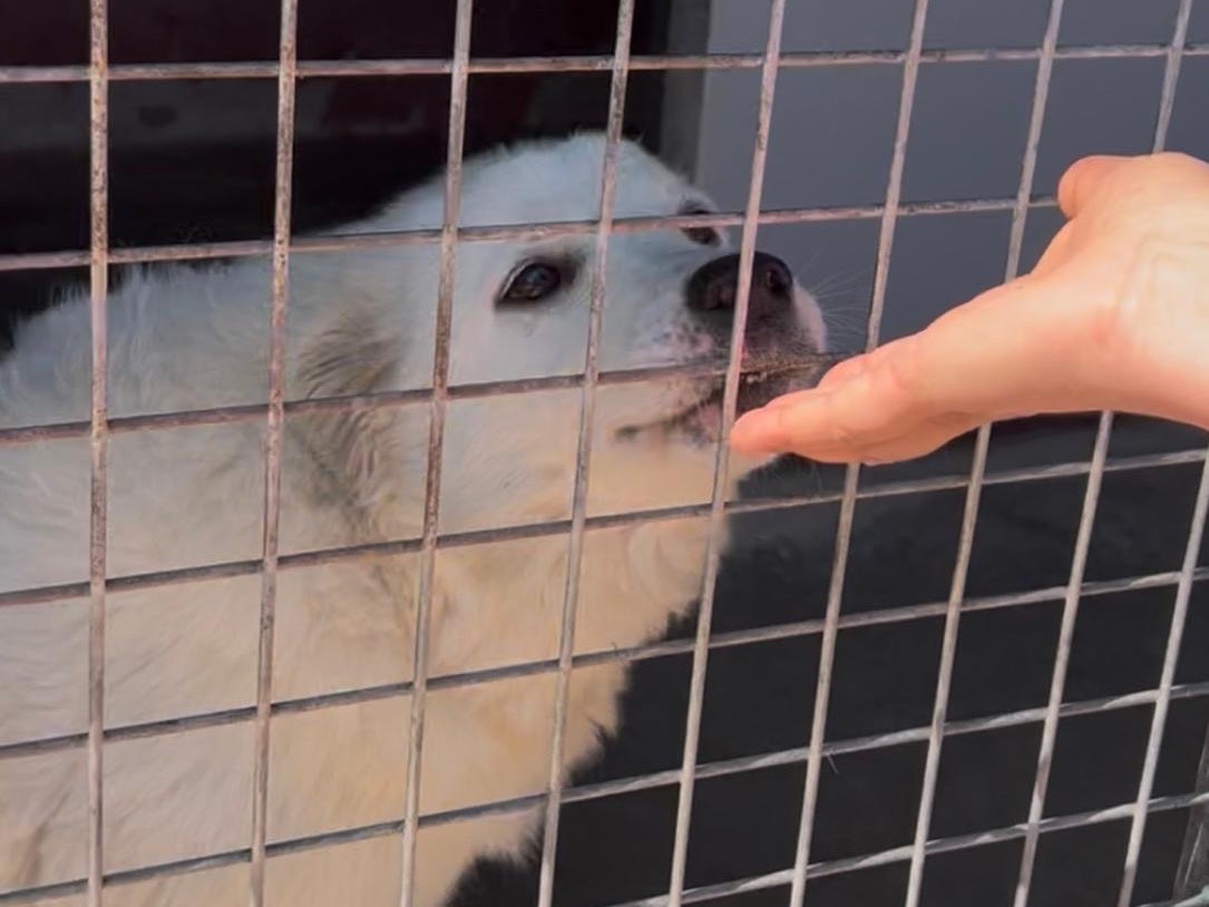 Adotta un cane, taglia media, femmina, Bari