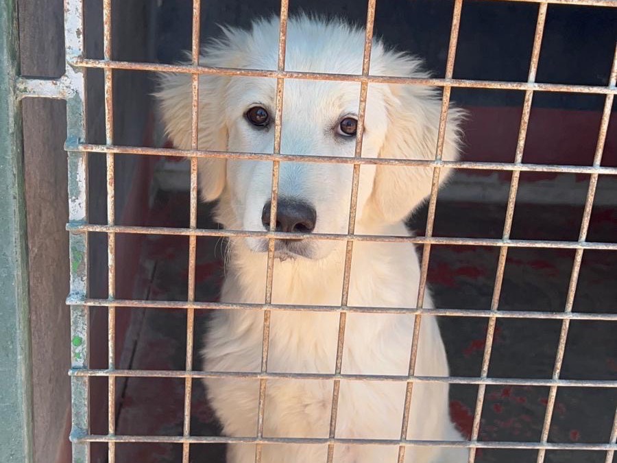 Adozione cane, femmina, Razza sconosciuta Razza sconosciuta, 6 mesi, taglia media, Bari
