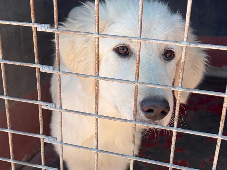 Adotta un cane, femmina, 6 mesi, Bari
