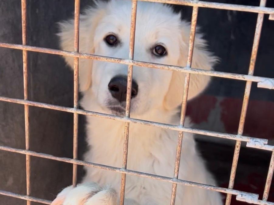 Adotta un cane, taglia media, femmina, Bari