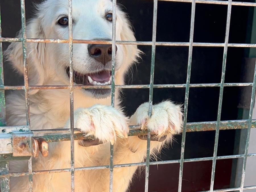 Vuoi adottare un cane a Bari?