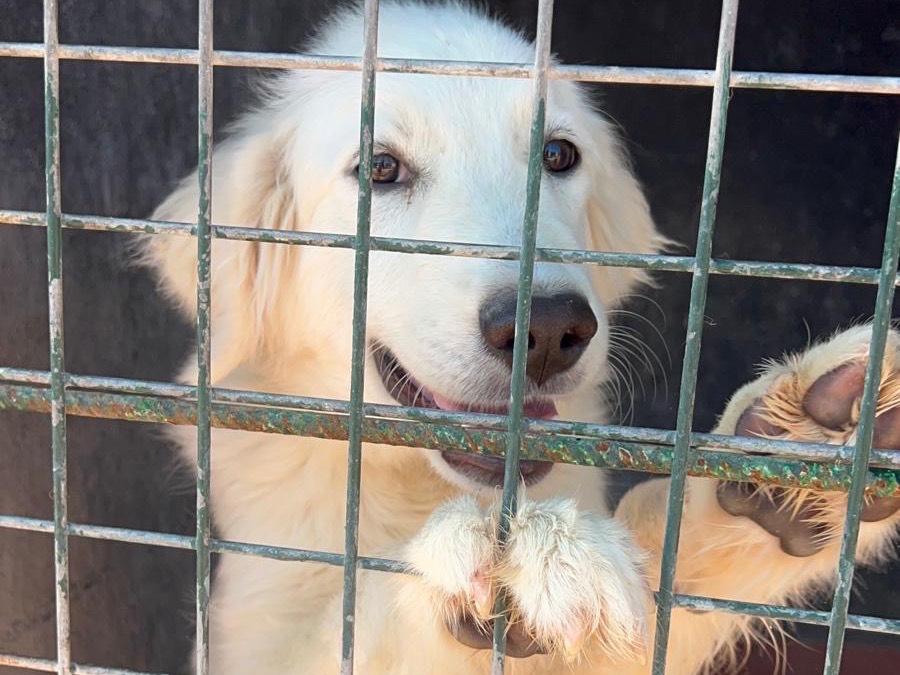Adotta il cane Salvia Annalis a Bari