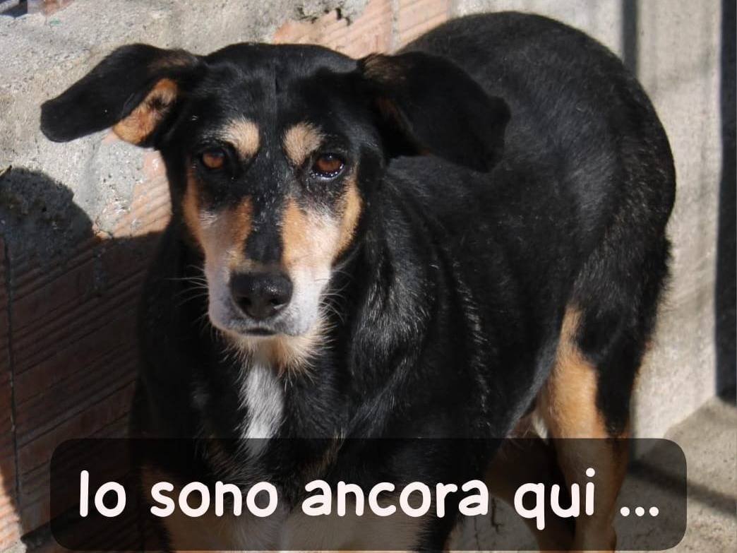 Adozione cane, femmina, Razza sconosciuta Razza sconosciuta, 7 anni e 1 mese, taglia media, Bergamo