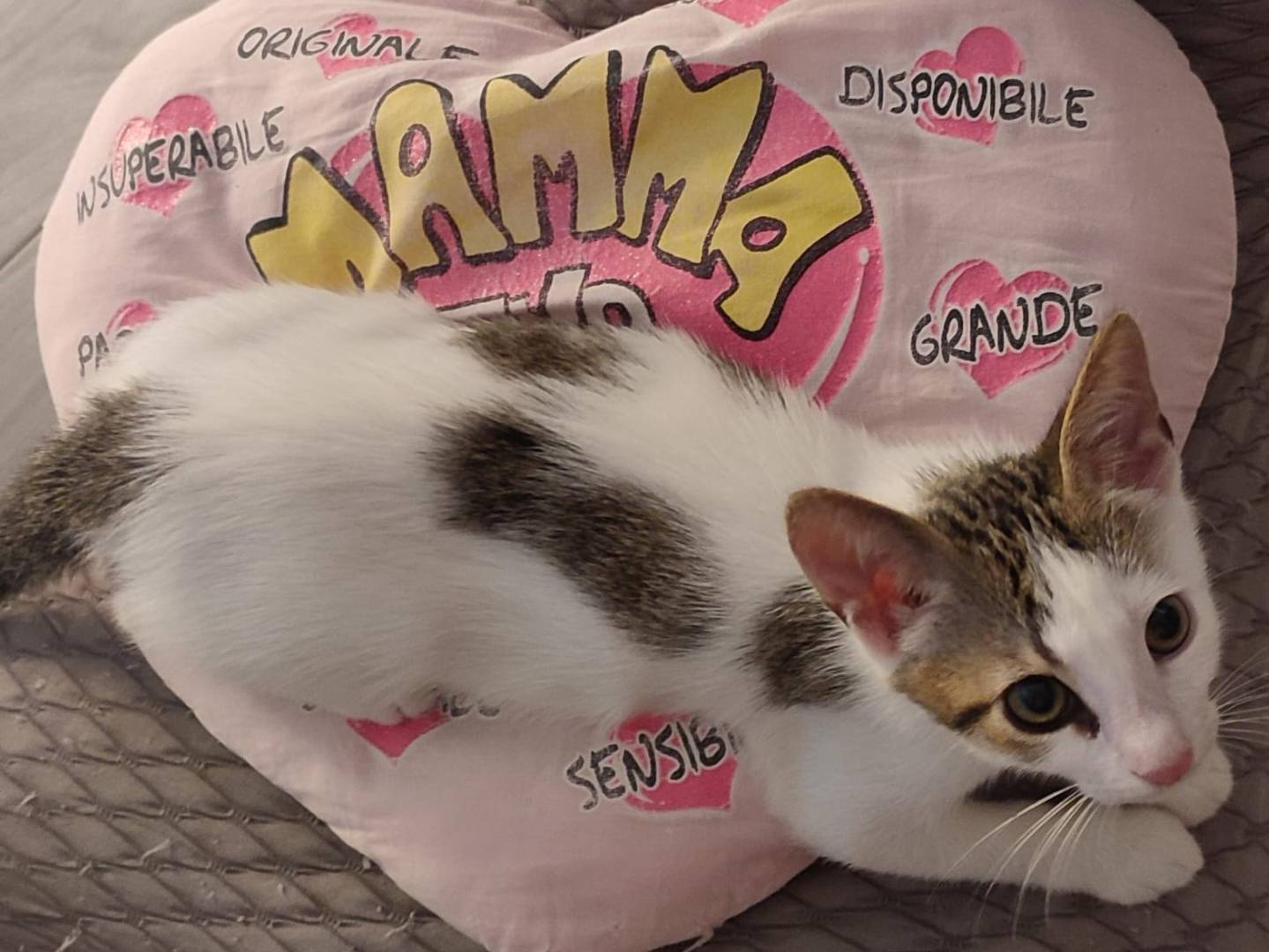 Adozione gatto, maschio, Razza sconosciuta Razza sconosciuta, 1 mese, taglia non valida, Napoli