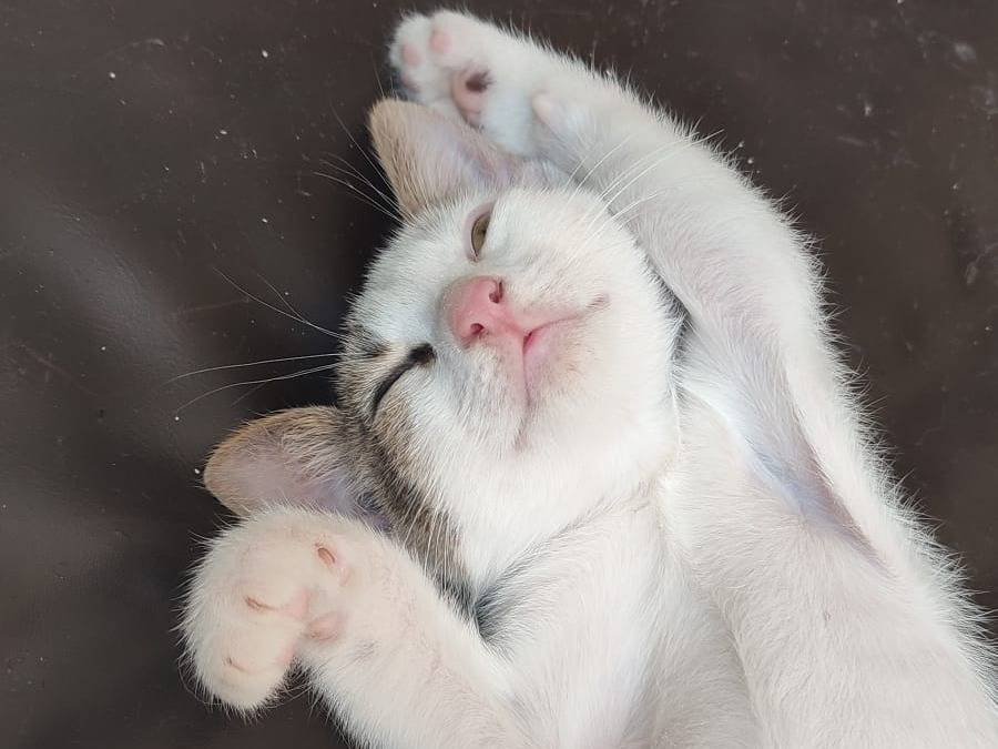 Adotta un gatto, maschio, 1 mese, Napoli