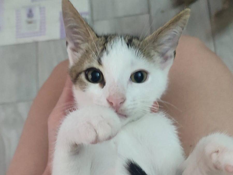 Vuoi adottare un gatto a Napoli?