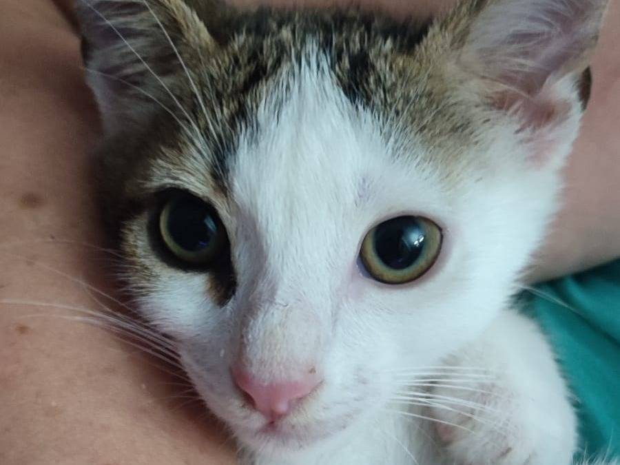 Adotta il gatto Apollo a Napoli