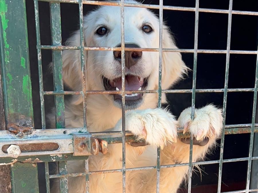 Adozione cane, femmina, Razza sconosciuta Razza sconosciuta, 6 mesi, taglia media, Bari