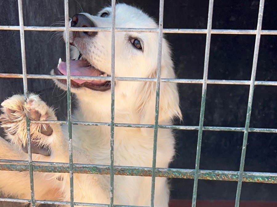Adotta un cane, femmina, 6 mesi, Bari
