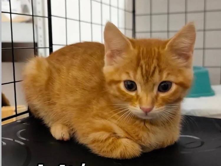 Adozione gatto, maschio, Razza sconosciuta Razza sconosciuta, 2 mesi, taglia non valida, Bari