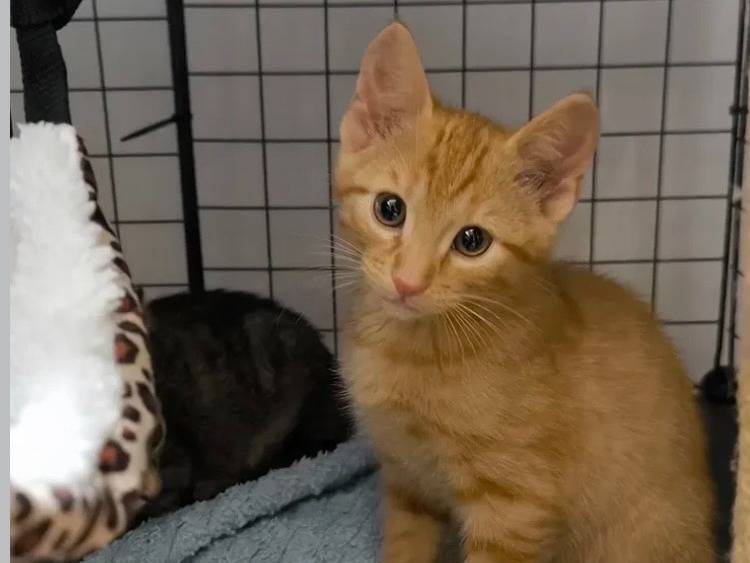 Adozione gatto, maschio, Razza sconosciuta Razza sconosciuta, 2 mesi, taglia non valida, Bari