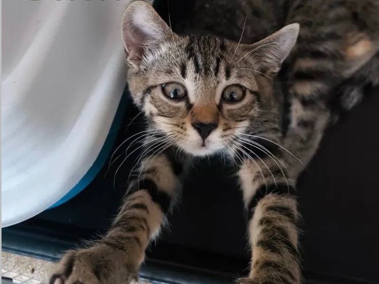 Adozione gatto, femmina, Razza sconosciuta Razza sconosciuta, 3 mesi, taglia non valida, Bari