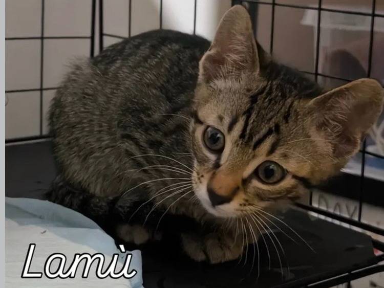Adotta un gatto, femmina, 3 mesi, Bari