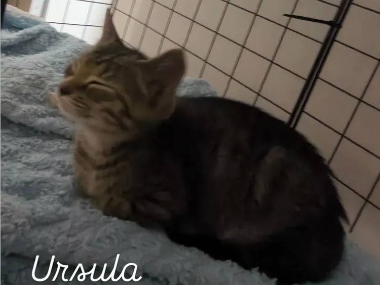 Adozione gatto, femmina, Razza sconosciuta Razza sconosciuta, 3 mesi, taglia non valida, Bari