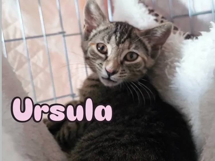 Adotta un gatto, femmina, 3 mesi, Bari