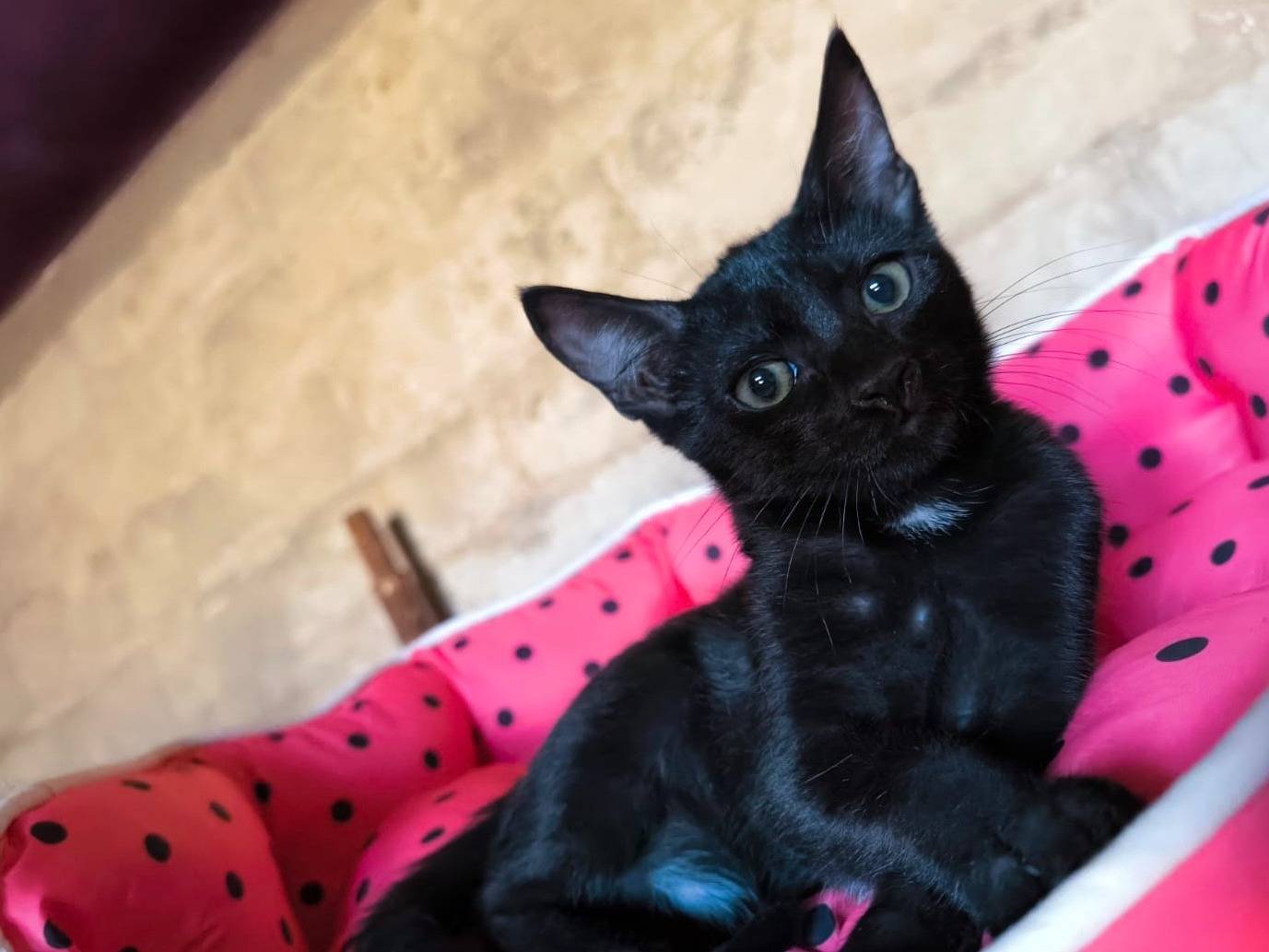 Adotta un gatto, femmina, 1 settimana, Bari