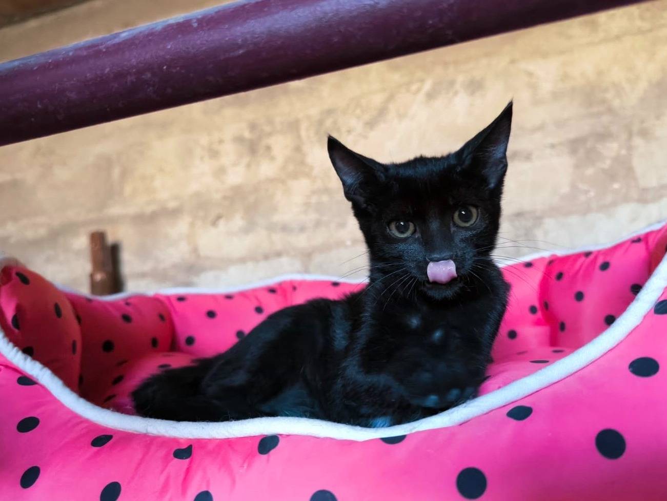 Adotta un gatto, taglia non valida, femmina, Bari