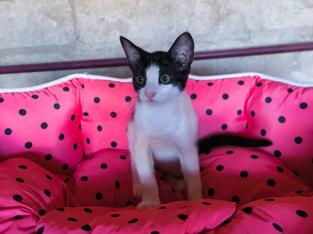 Vuoi adottare un gatto a Bari?