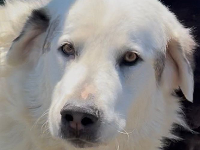 Adozione cane, maschio, Razza sconosciuta Razza sconosciuta, 6 anni, taglia grande, Napoli