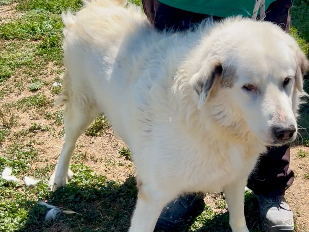 Adotta un cane, maschio, 6 anni, Napoli