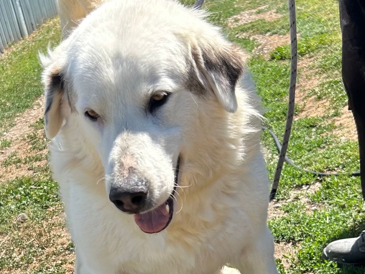 Adotta un cane, taglia grande, maschio, Napoli