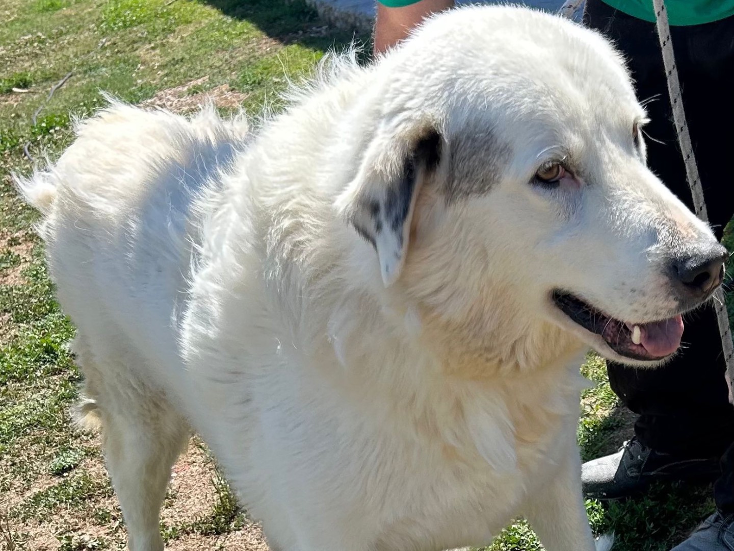 Vuoi adottare un cane a Napoli?