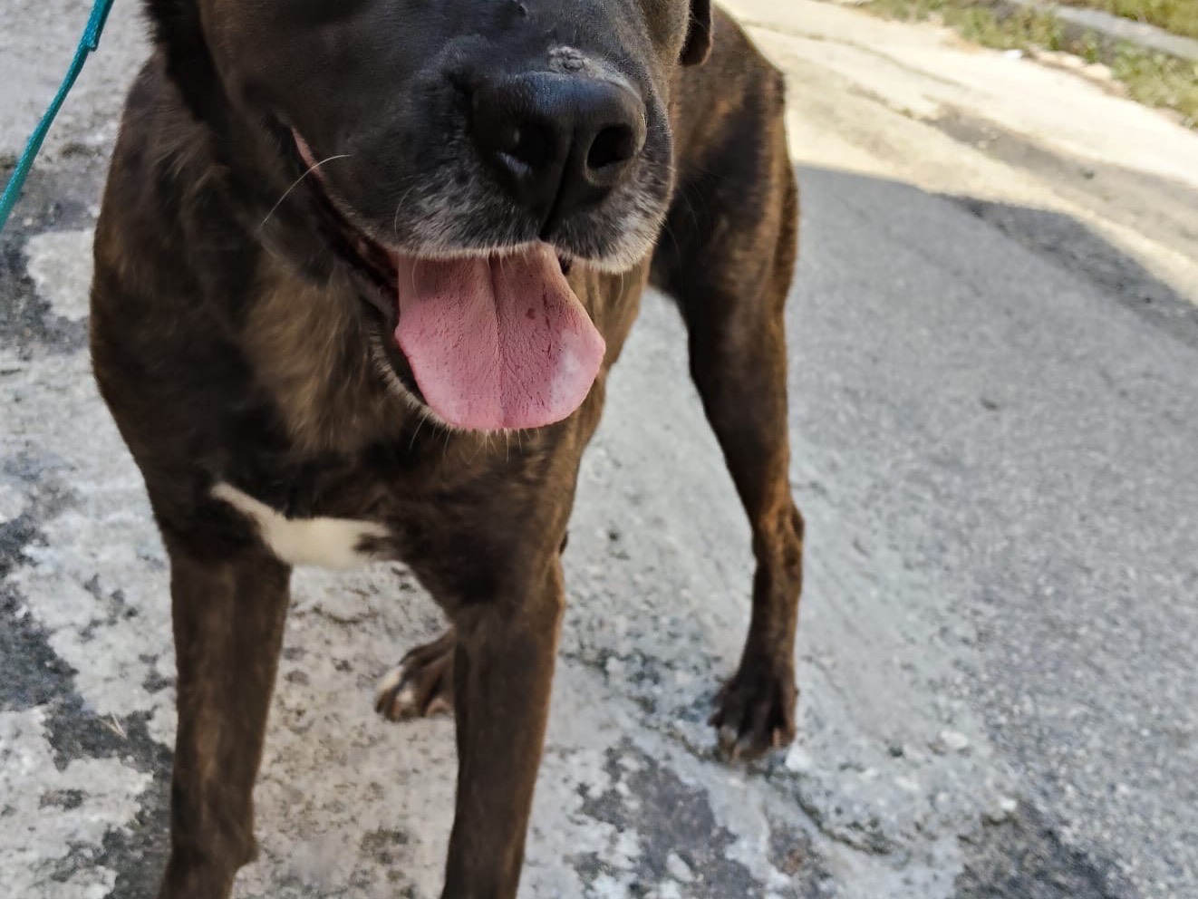 Adozione cane, femmina, Razza sconosciuta Razza sconosciuta, 2 anni e 4 mesi, taglia grande, Ferrara