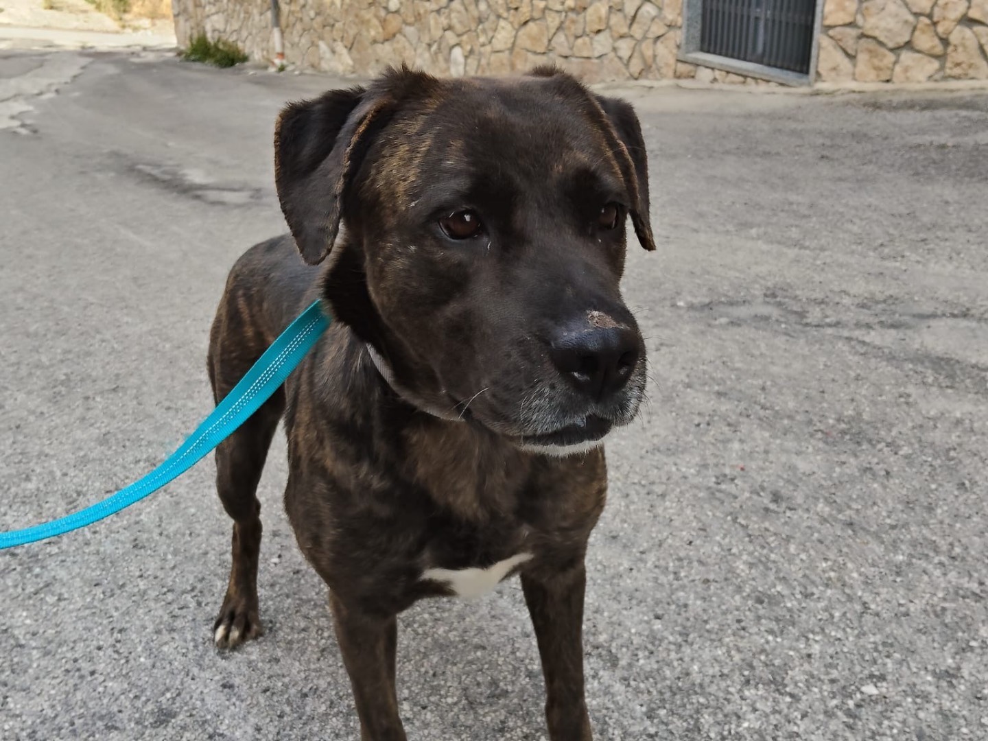 Adotta un cane, femmina, 2 anni e 4 mesi, Ferrara