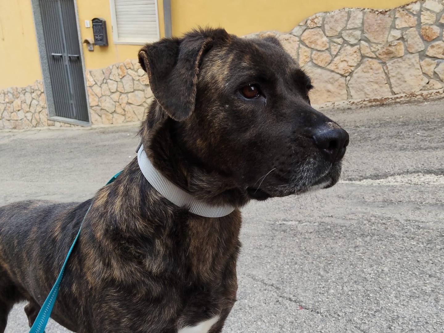 Adotta un cane, taglia grande, femmina, Ferrara