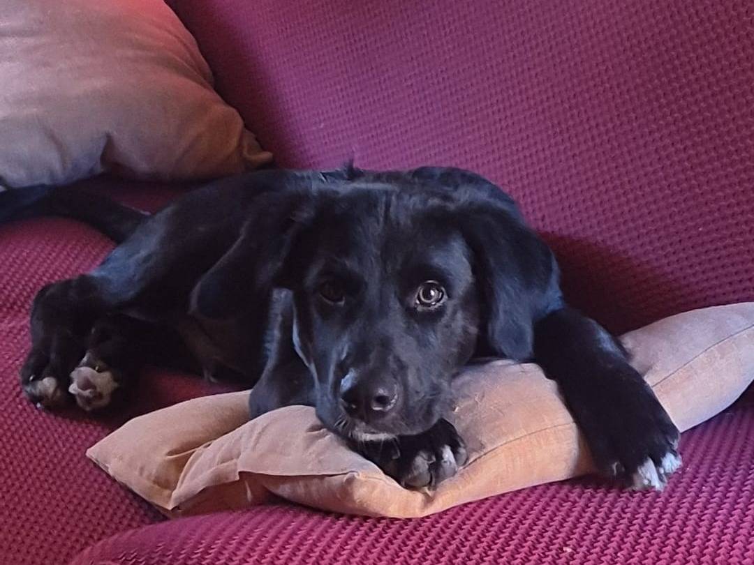 Adozione cane, maschio, Labrador Retriever Razza sconosciuta, 6 mesi, taglia media, Roma