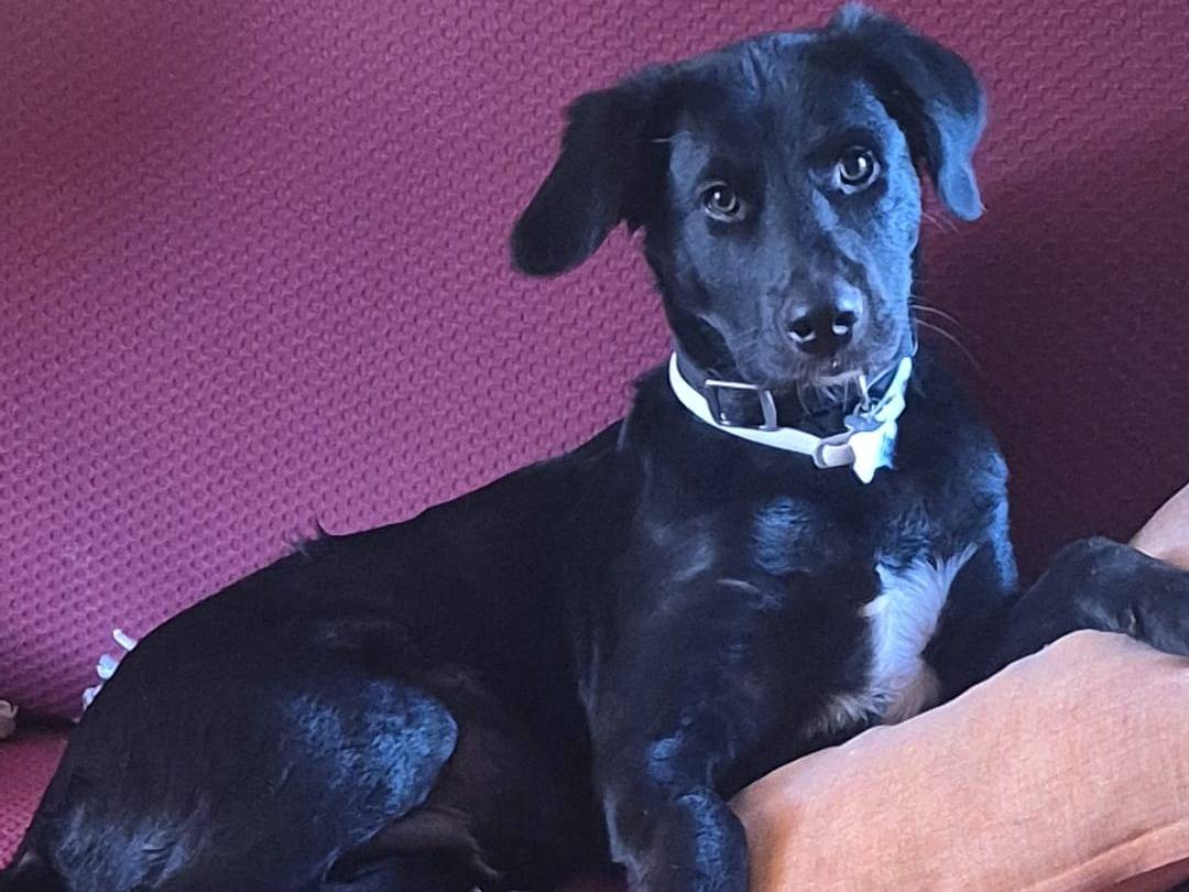 Adotta un cane, maschio, 6 mesi, Roma