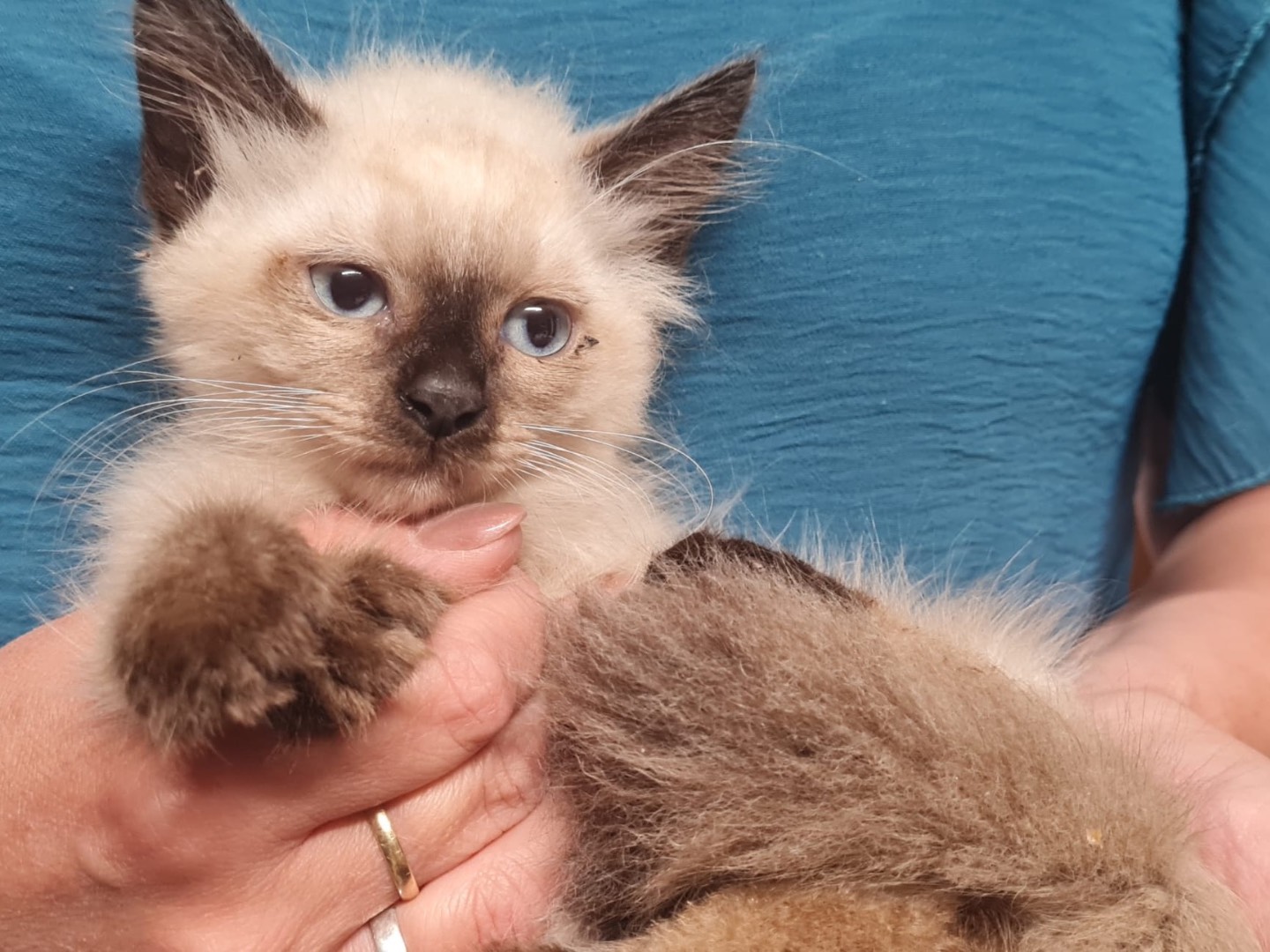 Adozione gatto, maschio, Siamese Razza sconosciuta, 2 mesi, taglia non valida, Trento